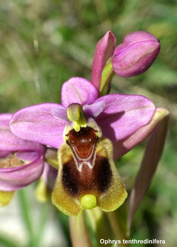 Andalusia: le orchidee e Grandi Pietre  marzo-aprile 2023.